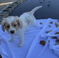 Tinker , a male Cavalier King Charles Spaniel for sale in Spencerville, IN – 2 of 3