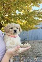 Muffin, a female Cavalier King Charles Spaniel for sale in Spencerville, IN – 4 of 4