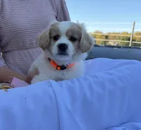 Charlie, a male Cavalier King Charles Spaniel for sale in Spencerville, IN – 2 of 4