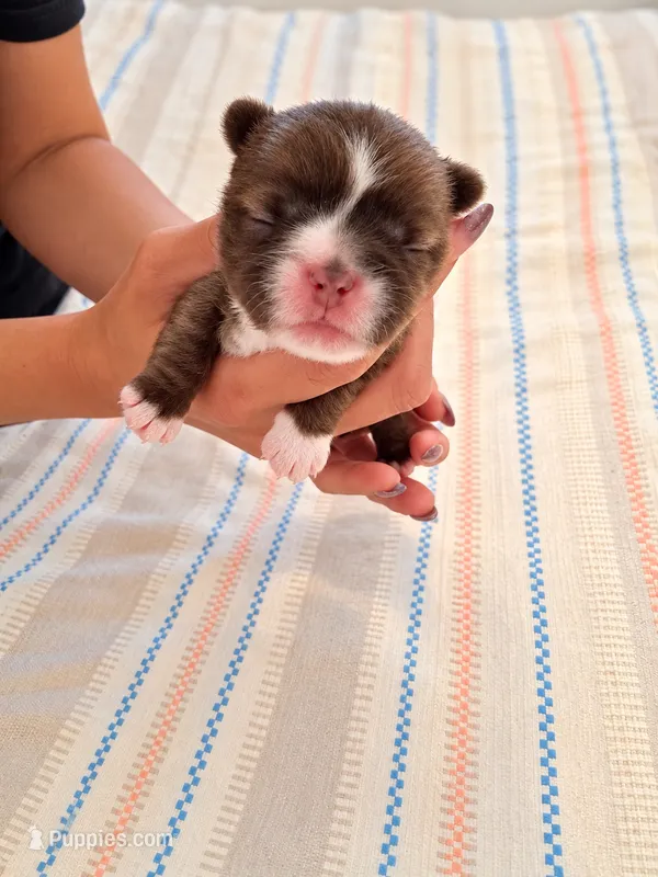 Female 2 Ready in time for Christmas 🎄  – Shih Tzu puppy for sale in Sherman, TX