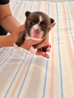 Female 2 Ready in time for Christmas 🎄 , a female Shih Tzu for sale in Sherman, TX – 1 of 2