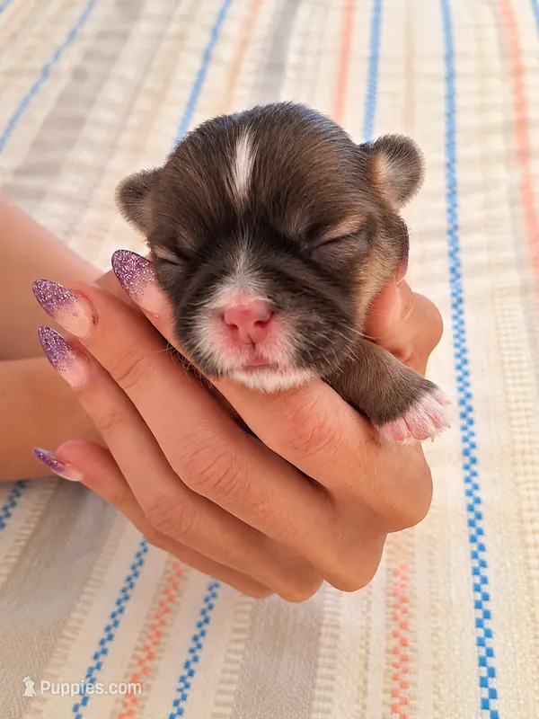 Female 3 Ready in time for Christmas 🎄  – Shih Tzu puppy for sale in Sherman, TX