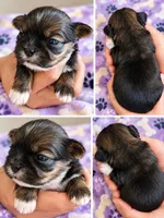 Female 3, a female Shih Tzu for sale in Sherman, TX – 1 of 1