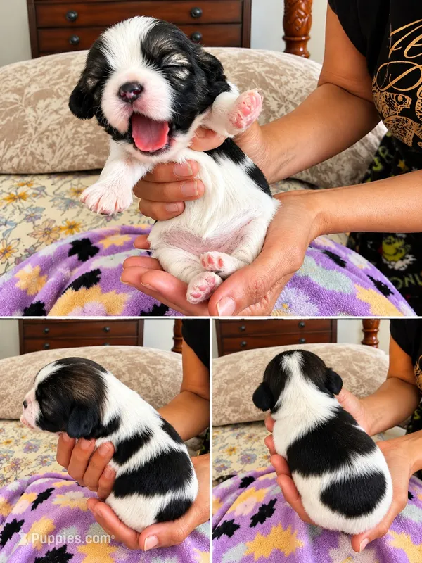 Female 2 – Shih Tzu puppy for sale in Sherman, TX