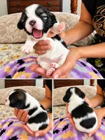 Female 2, a female Shih Tzu for sale in Sherman, TX – 1 of 1
