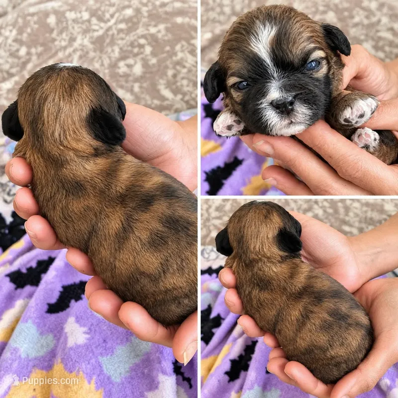 Female 4, a female Shih Tzu for sale in Sherman, TX – 1 of 1
