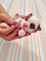 Female 1 Ready in time for Christmas 🎄 , a female Shih Tzu for sale in Sherman, TX – 2 of 3