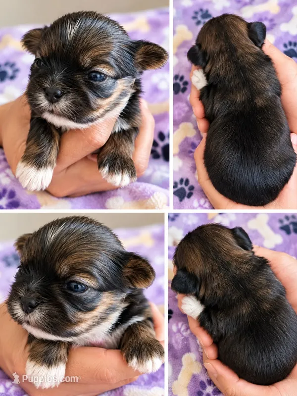 Female 2, a female Shih Tzu for sale in Sherman, TX – 1 of 1