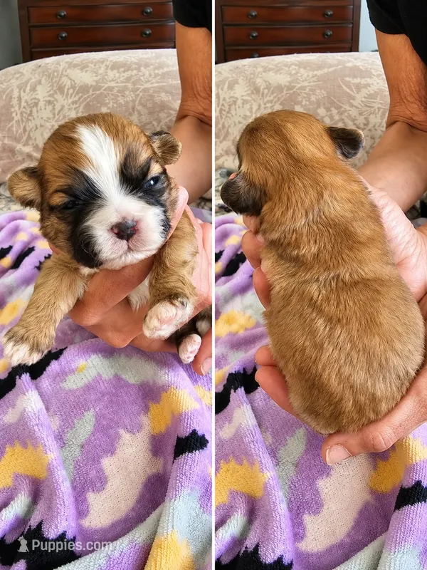 Female 1  – Shih Tzu puppy for sale in Sherman, TX