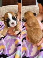 Female 1 , a female Shih Tzu for sale in Sherman, TX – 1 of 1