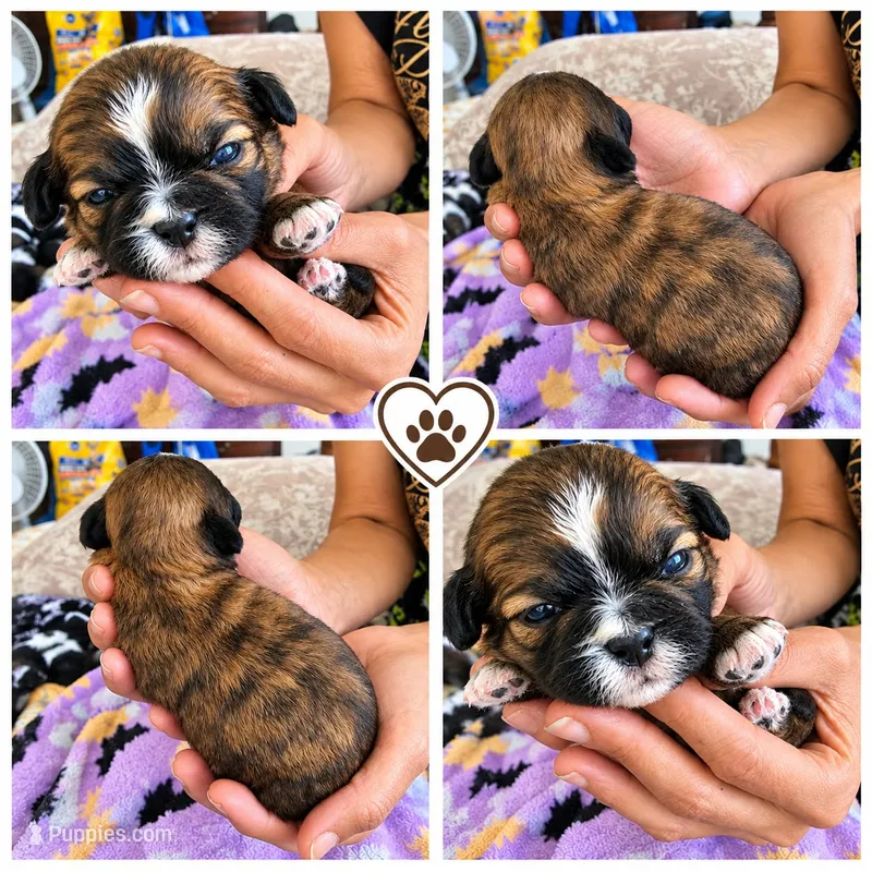 Female 5 – Shih Tzu puppy for sale in Sherman, TX