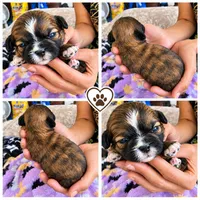 Female 5, a female Shih Tzu for sale in Sherman, TX – 1 of 1
