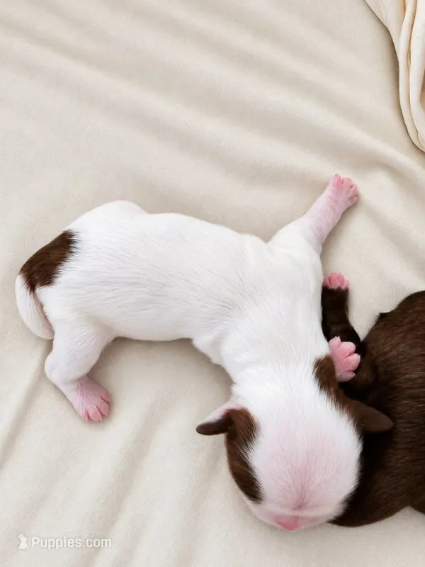 Female 2 – Shih Tzu puppy for sale in Sherman, TX
