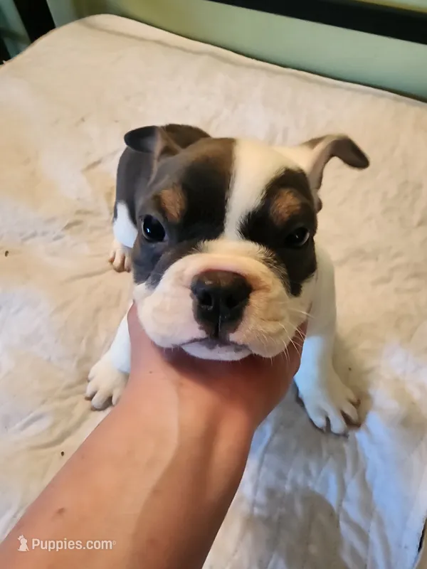 Bert – English Bulldog, French Bulldog puppy on hold in Hilton, NY