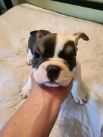 Bert, a male English Bulldog and French Bulldog for sale in Hilton, NY – 1 of 3