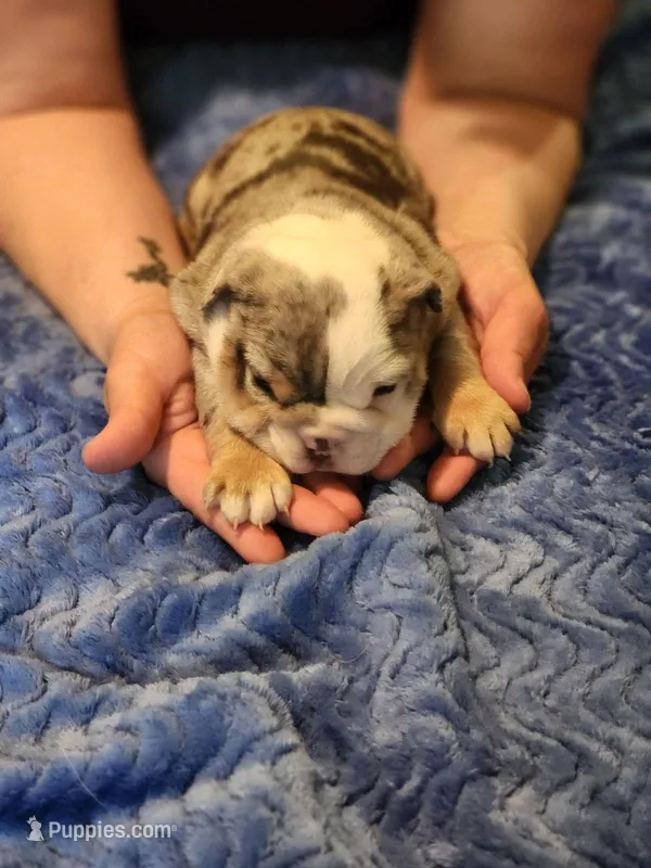 Fettuccine – English Bulldog, French Bulldog puppy for sale in Hilton, NY