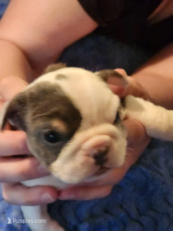 Romano – English Bulldog, French Bulldog puppy for sale in Hilton, NY