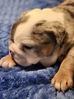Fettuccine, a female English Bulldog and French Bulldog for sale in Hilton, NY – 4 of 5