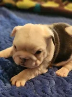 Rigatoni, a female English Bulldog and French Bulldog for sale in Hilton, NY – 1 of 4