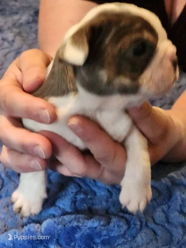Romano – English Bulldog, French Bulldog puppy for sale in Hilton, NY