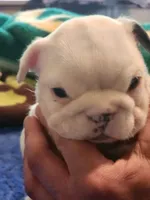 Rigatoni, a female English Bulldog and French Bulldog for sale in Hilton, NY – 3 of 4