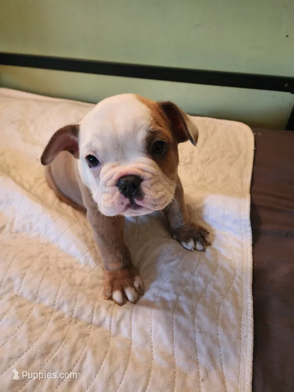 Minnow – English Bulldog, French Bulldog puppy for sale in Hilton, NY