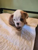 Minnow, a male English Bulldog and French Bulldog for sale in Hilton, NY – 3 of 3