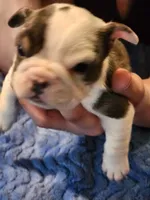Romano, a male English Bulldog and French Bulldog for sale in Hilton, NY – 2 of 6