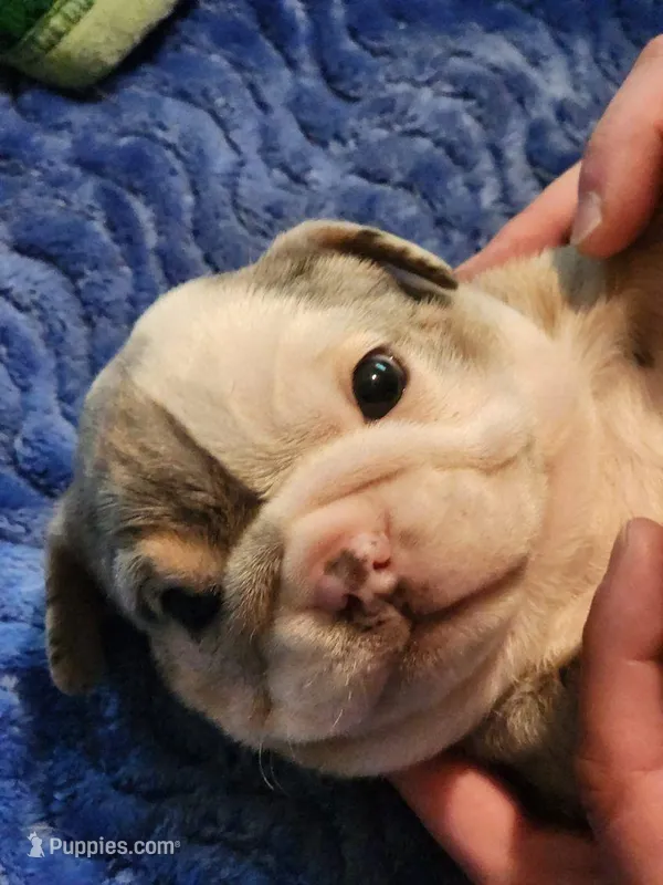 Fettuccine – English Bulldog, French Bulldog puppy for sale in Hilton, NY