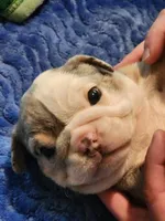 Fettuccine, a female English Bulldog and French Bulldog for sale in Hilton, NY – 1 of 5