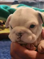 Rigatoni, a female English Bulldog and French Bulldog for sale in Hilton, NY – 2 of 4