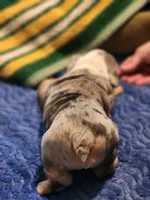 Fettuccine, a female English Bulldog and French Bulldog for sale in Hilton, NY – 2 of 5