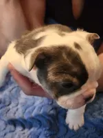 Romano, a male English Bulldog and French Bulldog for sale in Hilton, NY – 5 of 6