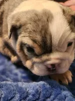 Fettuccine, a female English Bulldog and French Bulldog for sale in Hilton, NY – 5 of 5