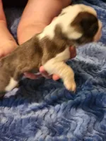 Romano, a male English Bulldog and French Bulldog for sale in Hilton, NY – 3 of 6
