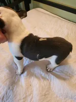 Bert, a male English Bulldog and French Bulldog for sale in Hilton, NY – 2 of 3