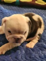 Rigatoni, a female English Bulldog and French Bulldog for sale in Hilton, NY – 4 of 4