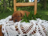 Music, a female Labrador Retriever for sale in Loudonville, OH – 4 of 5