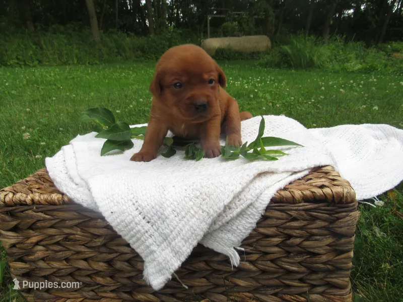 Triumph – Labrador Retriever puppy for sale in Loudonville, OH