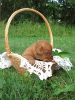 Melodie, a female Labrador Retriever for sale in Loudonville, OH – 5 of 5