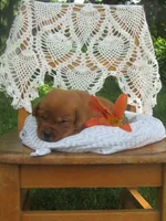 Sunbeam, a female Labrador Retriever for sale in Loudonville, OH – 3 of 5