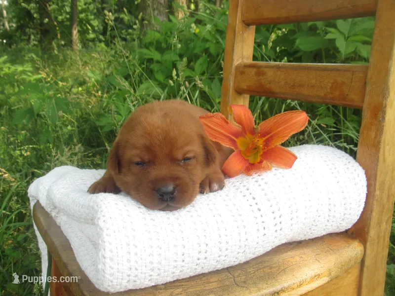 Cheerful – Labrador Retriever puppy on hold in Loudonville, OH