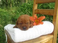 Cheerful, a female Labrador Retriever for sale in Loudonville, OH – 1 of 5