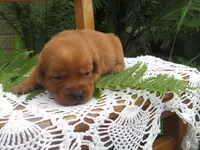 Joyful, a female Labrador Retriever for sale in Loudonville, OH – 4 of 5