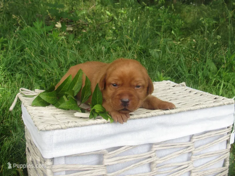 Delight – Labrador Retriever puppy on hold in Loudonville, OH