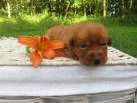 Melodie, a female Labrador Retriever for sale in Loudonville, OH – 2 of 5