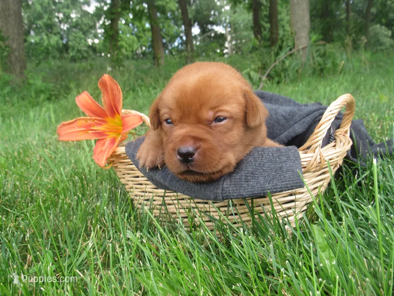 Music – Labrador Retriever puppy for sale in Loudonville, OH