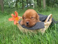 Music, a female Labrador Retriever for sale in Loudonville, OH – 1 of 5