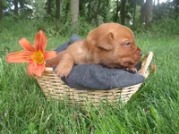Music, a female Labrador Retriever for sale in Loudonville, OH – 5 of 5