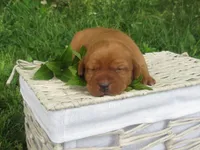 Delight, a female Labrador Retriever for sale in Loudonville, OH – 5 of 5